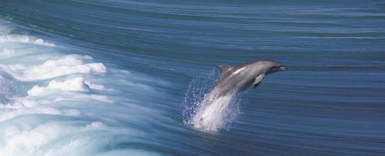 dolphin jumping south australia