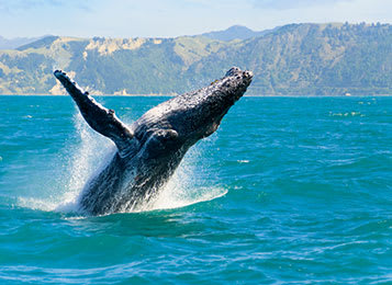 humpback whale breaching australia