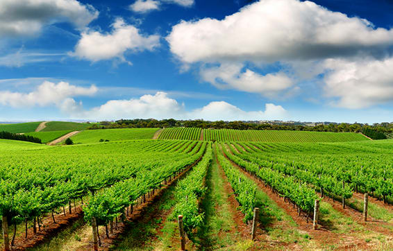 Adelaide South Australia winery